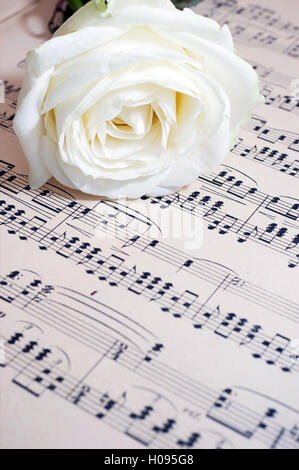 Weiße Rose und Musik - Datenblatt Bild für Buch Cover Stockfoto
