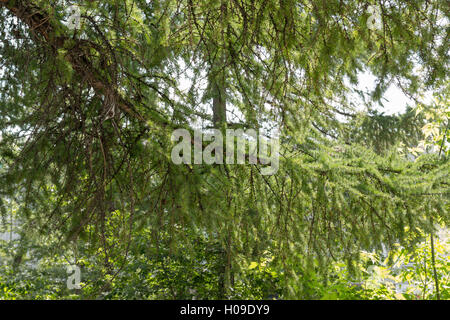 großen Lärche Baum Zweig Nahaufnahme auf dem Wald-Hintergrund Stockfoto