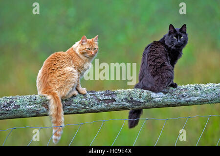 Katzen Ingwer Tabby und schwarz und weiß zusammen auf Zaun Stockfoto