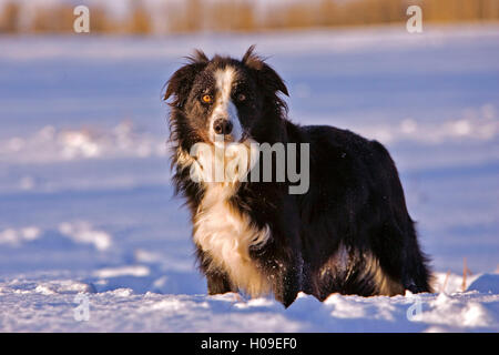 Border Collie stehend in Wiese auf Schnee Stockfoto