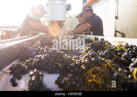 Sortieren von frisch geernteten Trauben in einem Weingut in der Region Alto Douro Portugal, Europa Stockfoto