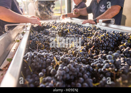 Sortieren von frisch geernteten Trauben in einem Weingut in der Region Alto Douro Portugal, Europa Stockfoto