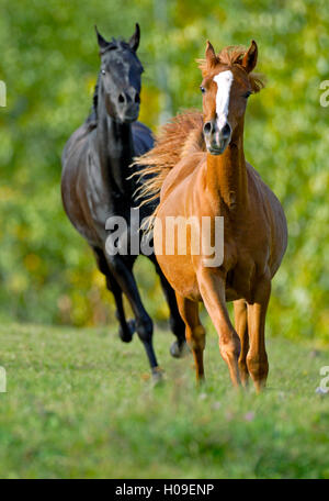 Zwei arabische Pferde im Galopp zusammen, im Sommer Weide Stockfoto