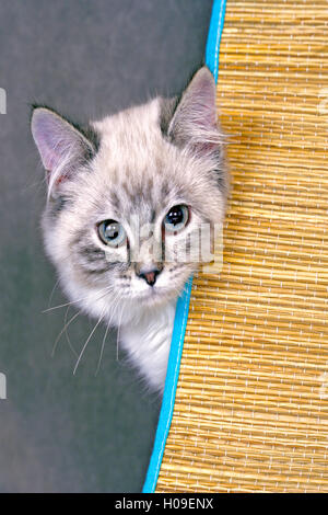 Neugierig Silber Tabby Kitten beobachten Vorhang. Stockfoto