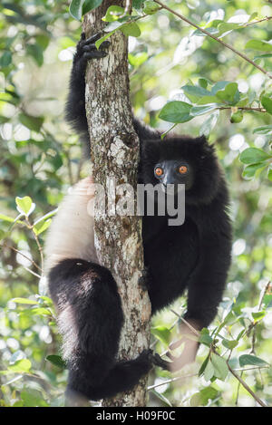 Milne-Edwards Sifaka (Propithecus Edwardsi), zentralen Hochland Ranomafana Nationalpark, Madagaskar, Madagaskar, Afrika Stockfoto