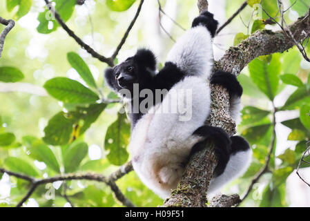 Indri (Babakoto) (Indri Indri), ein großer Lemur in Andasibe-Mantadia Nationalpark, Perinet Reservat, Afrika, östlichen Madagaskars Stockfoto