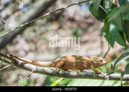 Parsons Chamäleon (Calumma Parsonii), endemisch in Madagaskar, Afrika Stockfoto