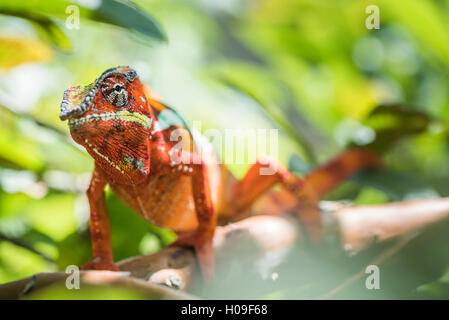 Roten Pantherchamäleon (Furcifer Pardalis), endemisch in Madagaskar, Afrika Stockfoto