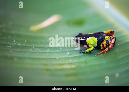 Mantella Baroni, ein Frosch endemisch in Madagaskar, Afrika Stockfoto