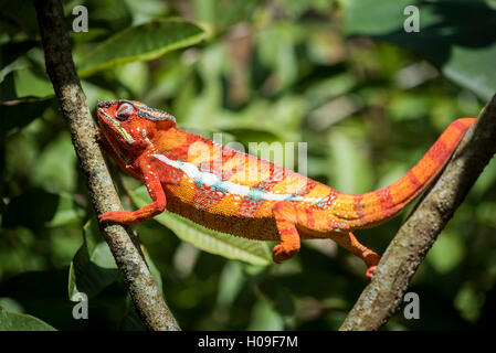 Roten Pantherchamäleon (Furcifer Pardalis), endemisch in Madagaskar, Afrika Stockfoto