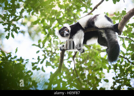Schwarz und weiß Ruffed Lemur, endemisch auf Madagaskar, gesehen auf Lemureninsel, Andasibe Nationalpark, Madagaskar Stockfoto