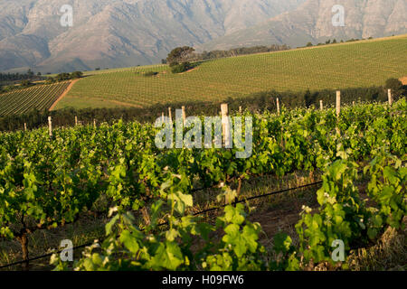 Weinberge in der Nähe von Stellenbosch in der Western Cape, Südafrika, Afrika Stockfoto