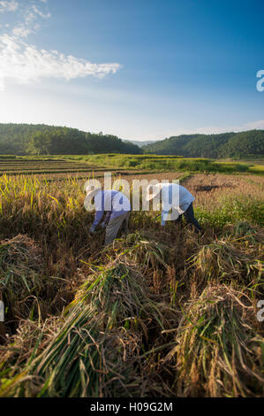 Bauern Ernten von Reis in der südlichen Provinz Yunnan, China, Asien Stockfoto