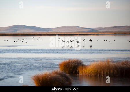 Huahu (Blume See), ein wichtiger Zufluchtsort für Vögel, Sichuan, China, Asien Stockfoto