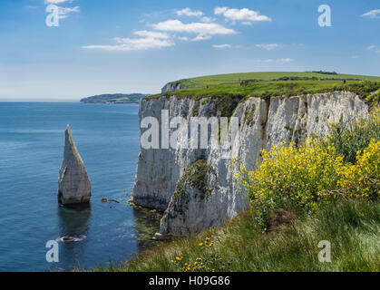 Die Kreidefelsen von Ballard Down with The Pinnacles Stack in Swanage Bay, Isle of Purbeck, Jurassic Coast, UNESCO, Dorset, Großbritannien Stockfoto