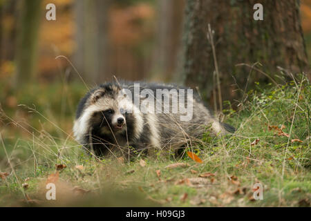 Marderhund / Marderhund (Nyctereutes Procyonoides) schleicht durch den Wald, invasive Arten in Europa, goldenen Oktober. Stockfoto