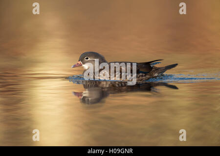 Mandarin Ente ( Aix galericulata ), wunderschönes Weibchen im Zuchtkleid, schöne Seitenansicht, Schwimmen auf goldenem glitzerndem Wasser, Tierwelt, Europa. Stockfoto