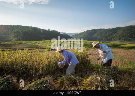 Bauern Ernten von Reis in der südlichen Provinz Yunnan, China, Asien Stockfoto