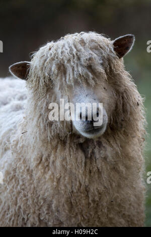 Cotswold Lion Schafrasse, Cotswolds, Gloucestershire, England, Vereinigtes Königreich, Europa Stockfoto