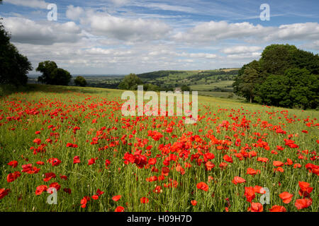 Bereich der rote Mohn, in der Nähe von Winchcombe, Cotswolds, Gloucestershire, England, Vereinigtes Königreich, Europa Stockfoto