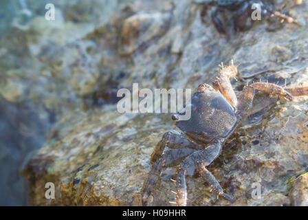 Krabben Sie auf Felsen, das Wasser des Meeres in Richtung Stockfoto