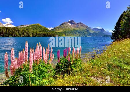 Lupinen (Lupinus) am Silsersee mit Piz da la Margna, Engadin, Kanton Graubünden, Schweiz Stockfoto