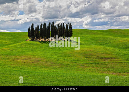 Gruppe von Zypressen im Kornfeld, San Quirico d'Orcia, Val d'Orcia, Toskana, Italien Stockfoto