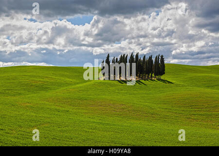 Gruppe von Zypressen im Kornfeld, San Quirico d'Orcia, Val d'Orcia, Toskana, Italien Stockfoto