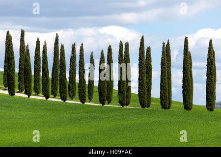 Zypressen, Allee mit Zypressen, in der Nähe von San Quirico d'Orcia, Val d'Orcia, Toskana, Italien Stockfoto