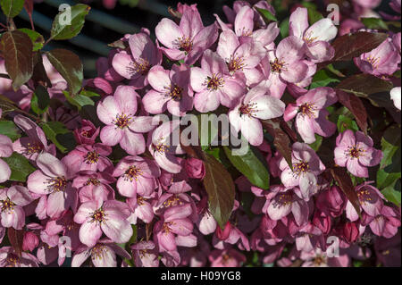 Blühende Crabapple (Malus sp.), Mecklenburg-Vorpommern, Deutschland Stockfoto