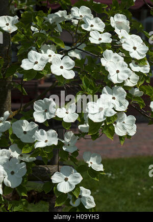 Blumen von Berg Hartriegel (Cornus nuttallii), Mecklenburg-Vorpommern, Deutschland Stockfoto