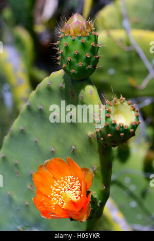 Feigenkaktus (Opuntia sp.), Blume, Teneriffa, Kanarische Inseln, Spanien Stockfoto