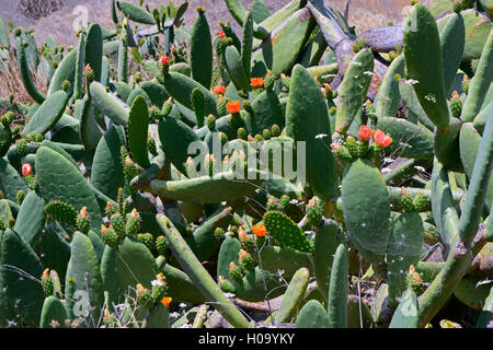 Feigenkaktus (Opuntia sp.), Blumen, Teneriffa, Kanarische Inseln, Spanien Stockfoto