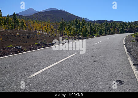 Straße durch vulkanische Landschaft, Kanarische Kiefern (Pinus canariensis), den Teide Vulkan hinter, Teide Nationalpark Stockfoto