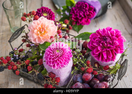 Dahlien (Dahlia Hybriden), Burgund und Rosa, in Vasen aus Filz in einem Drahtkorb, Strauch mit Brombeeren (Rubus fruticosus) und Stockfoto