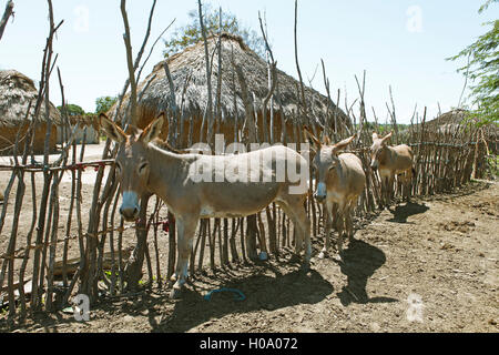 Esel (Equus africanus asinus) vor der Lehmhütten, Tana Orma ethnische gruppe Siedlung, Tana River Delta, Kenia Stockfoto