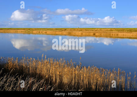 Cumulus Wolken im Wasser spiegelt, gemeinsame Schilf (Phragmites australis) am Ufer, Leyhörner Sieltief, Greetsiel, Nordsee Stockfoto