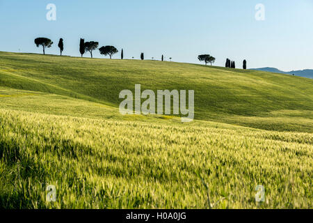 Toskanische Landschaft mit Cluster von Bäumen auf einem Hügel und Kornfeld, San Quirico d'Orcia, Val d'Orcia, Toskana, Italien Stockfoto