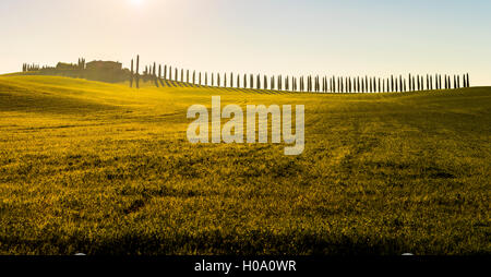 Toskanische Landschaft mit Zypressen und Farmstead, San Quirico d'Orcia, Val d'Orcia, Toskana, Italien Stockfoto