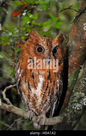 Eared Owl (Asio sp.) in trockenen Wald, westlichen Madagaskar Stockfoto