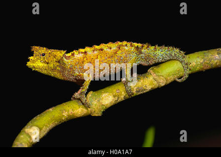 Iaraka Fluss Blatt Chameleon (Brookesia vadoni), männlich im Regenwald, Marojejy Nationalpark, Ost Madagaskar Stockfoto