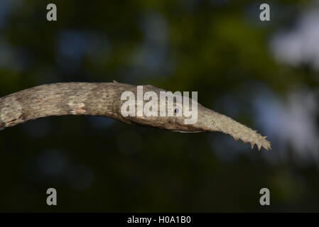 Madagaskar oder Madagassischen leaf-gerochene Schlange (Langaha madagascariensis), Weibliche in trockenen Wald, südwestlichen Madagaskar Stockfoto