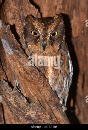 Eared Owl (Asio sp.) in trockenen Wald, Ankarafantsika, westlichen Madagaskar Stockfoto