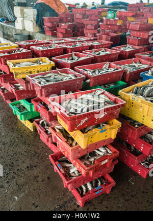 Frisch gefangenen Fisch wird in Schachteln, Hafen, Nha Trang, Khánh Hòa Provinz, Vietnam Stockfoto