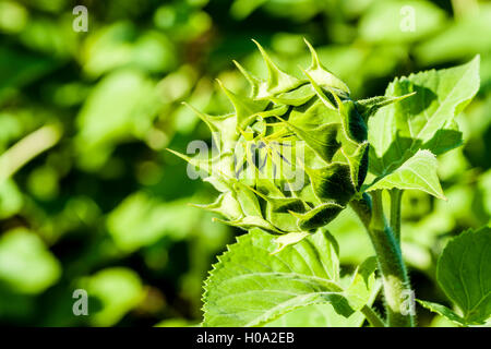 Geschlossene Blüte der Sonnenblume (Helianthus annuus), Sachsen, Deutschland Stockfoto