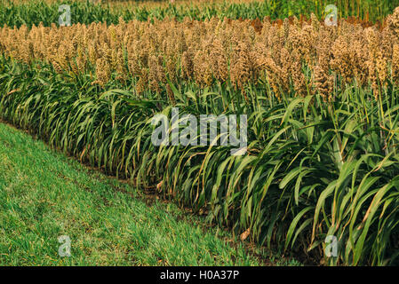 Eine wichtige Getreideart weltweit kultivierten Hirse Feld Stockfoto