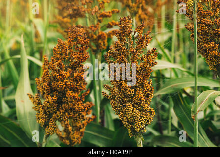 Eine wichtige Getreideart weltweit kultivierten Hirse Feld Stockfoto