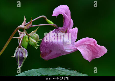 Indische oder Himalaya balsam Stockfoto