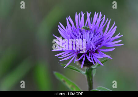 gemeinsamen Flockenblume Stockfoto