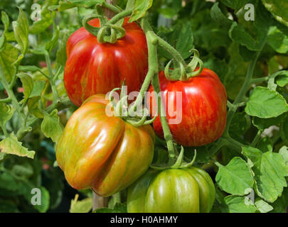 Nahaufnahme der Dachstuhl des Erbes "Striped Stuffer" Tomaten Reifen an den Rebstöcken im hellen Sonnenschein, Cumbria, England UK Stockfoto